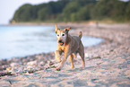 Irish Terrier