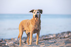 Irish Terrier