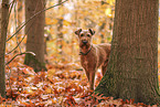Irish Terrier in autumn