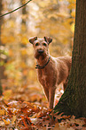 Irish Terrier in autumn