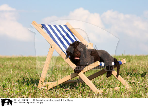 Irish Water Spaniel Welpe / Irish Water Spaniel puppy / JH-06965