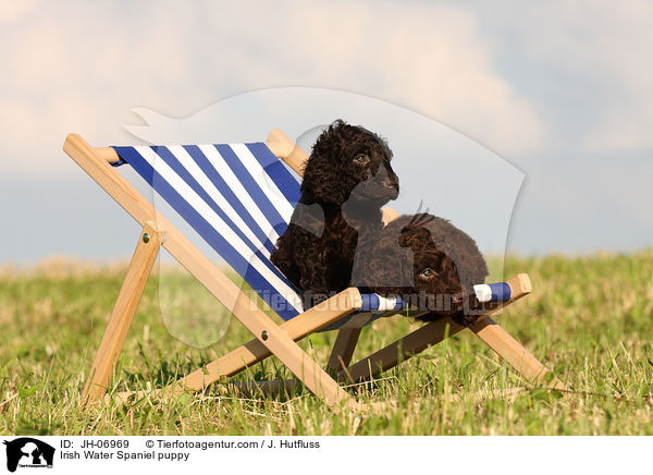 Irish Water Spaniel Welpe / Irish Water Spaniel puppy / JH-06969