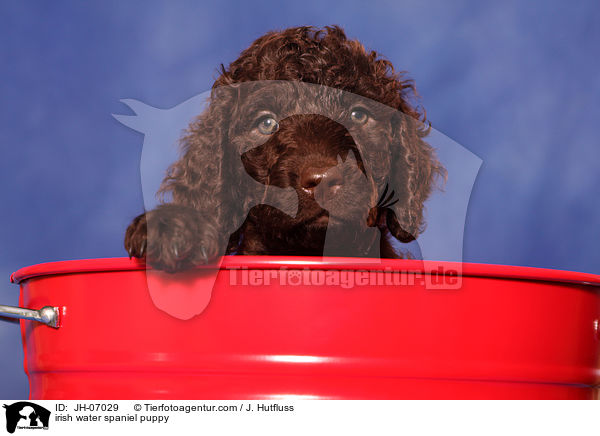 Irish Water Spaniel Welpe / irish water spaniel puppy / JH-07029