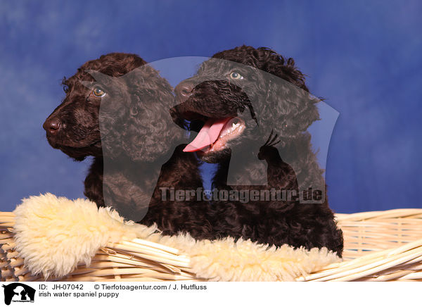 Irish Water Spaniel Welpe / irish water spaniel puppy / JH-07042