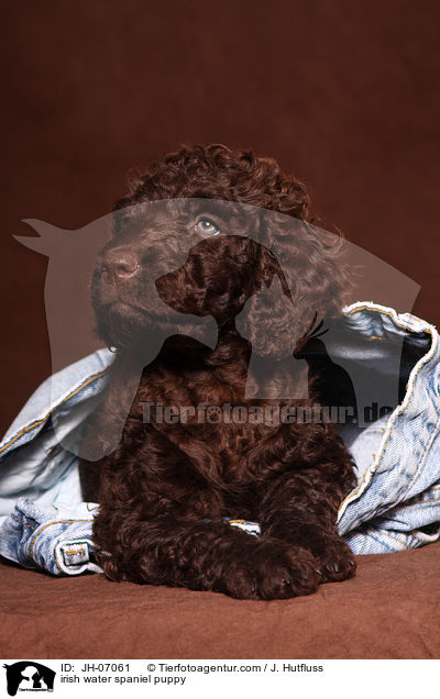 Irish Water Spaniel Welpe / irish water spaniel puppy / JH-07061