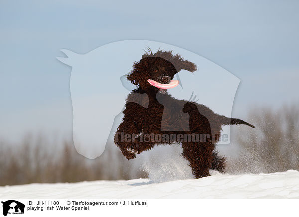 spielender Irish Water Spaniel / playing Irish Water Spaniel / JH-11180