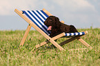 Irish Water Spaniel puppy