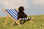 Irish Water Spaniel puppy