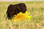 Irish Water Spaniel puppy