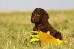 Irish Water Spaniel puppy