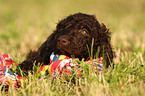 Irish Water Spaniel puppy