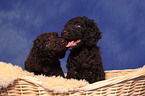 irish water spaniel puppies