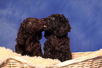 irish water spaniel puppies