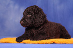 irish water spaniel puppy