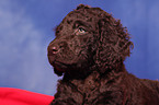 irish water spaniel puppy