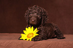 irish water spaniel puppy