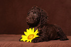 irish water spaniel puppy