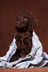 irish water spaniel puppy