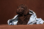 irish water spaniel puppy