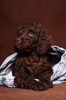 irish water spaniel puppy