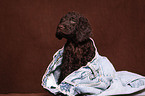 irish water spaniel puppy