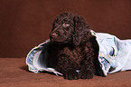 irish water spaniel puppy