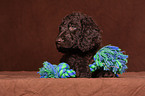 irish water spaniel puppy