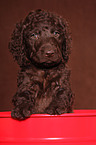 irish water spaniel puppy