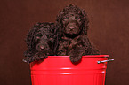 irish water spaniel puppies