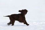 Irish Water Spaniel running through snow