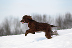 Irish Water Spaniel running through snow