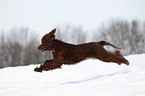 Irish Water Spaniel running through snow