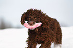 Irish Water Spaniel in snow