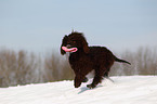 playing Irish Water Spaniel