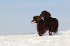 2 Irish Water Spaniels