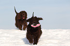 2 Irish Water Spaniels