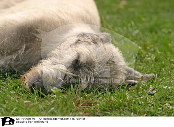 schlafender Irisher Wolfshund / sleeping irish wolfhound / RR-00576