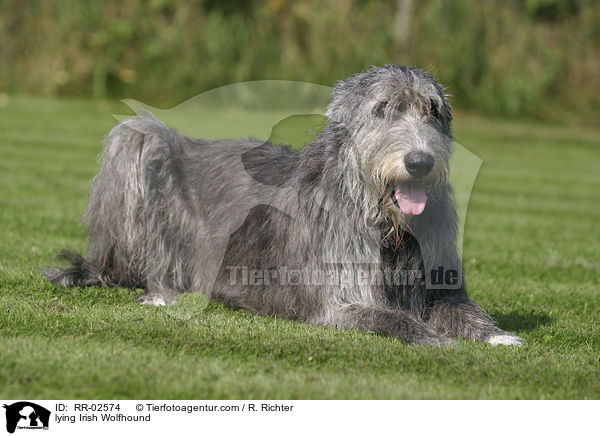 liegender Irischer Wolfshund / lying Irish Wolfhound / RR-02574