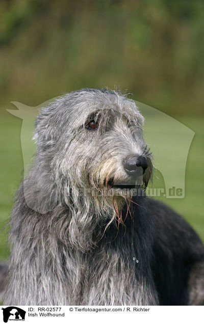 Irish Wolfhound / RR-02577