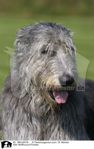 Irischer Wolfshund / Irish Wolfhound Portrait / RR-02578
