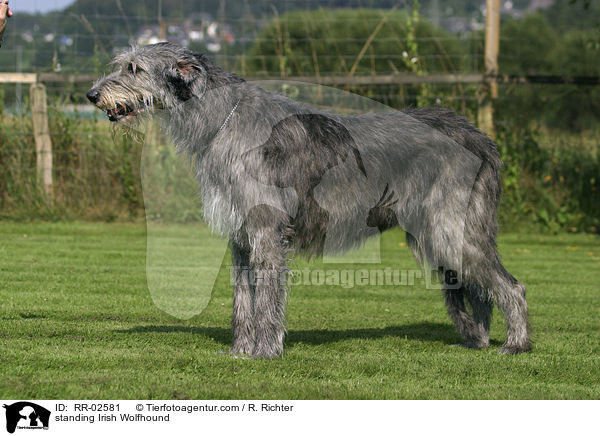 stehender Irischer Wolfshund / standing Irish Wolfhound / RR-02581