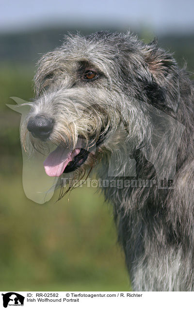 Irischer Wolfshund / Irish Wolfhound Portrait / RR-02582