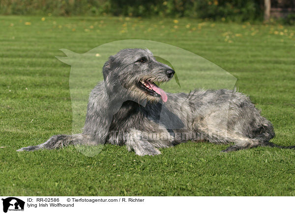 liegender Irischer Wolfshund / lying Irish Wolfhound / RR-02586