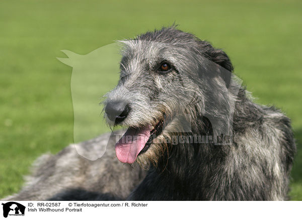 Irischer Wolfshund / Irish Wolfhound Portrait / RR-02587