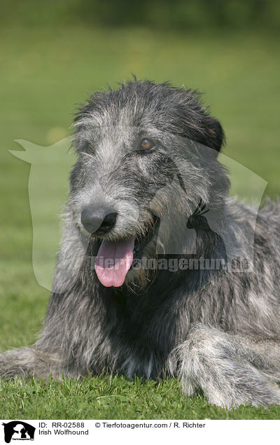 Irischer Wolfshund / Irish Wolfhound / RR-02588