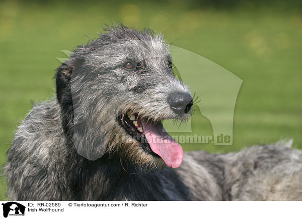 Irischer Wolfshund / Irish Wolfhound / RR-02589