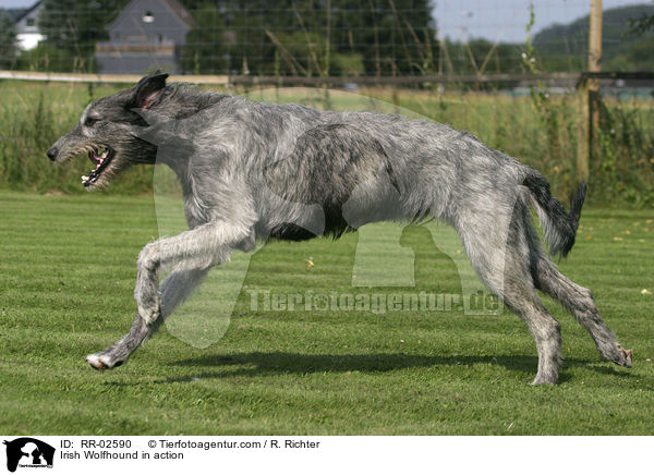 Irischer Wolfshund in Bewegung / Irish Wolfhound in action / RR-02590