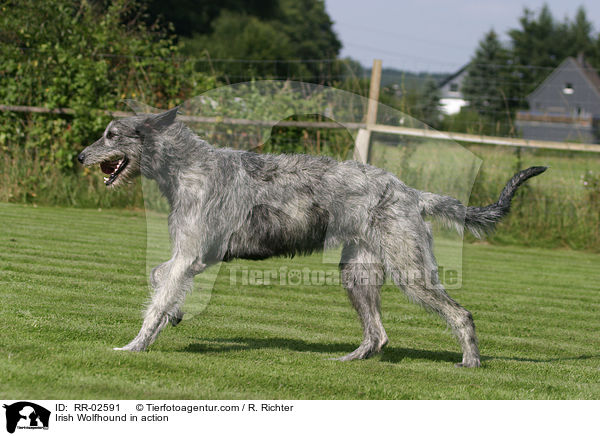 Irischer Wolfshund in Bewegung / Irish Wolfhound in action / RR-02591