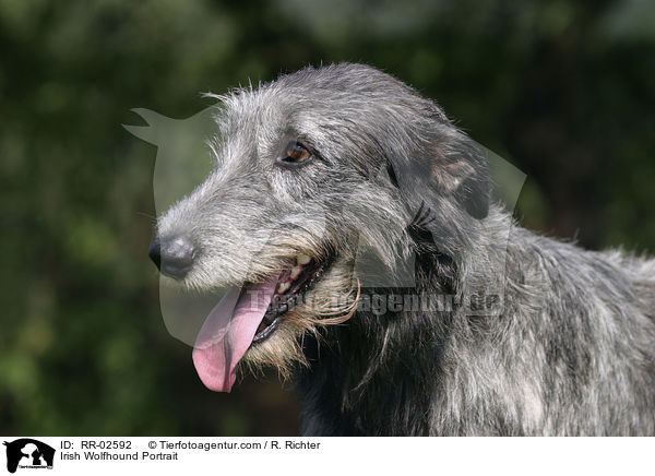 Irischer Wolfshund / Irish Wolfhound Portrait / RR-02592