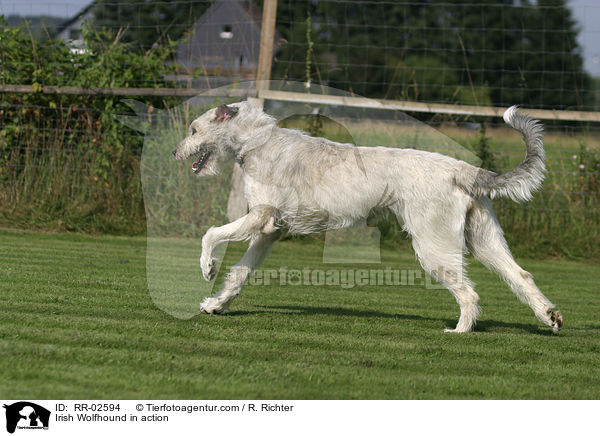 Irischer Wolfshund in Bewegung / Irish Wolfhound in action / RR-02594